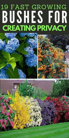 Block nosey neighbors, cut down on noise and grow a natural privacy screen that looks beautiful with these fast growing shrubs and bushes. Fast Growing Bushes, Privacy Bushes, Nosey Neighbors, Fast Growing Shrubs, Flowering Bushes, Garden Hacks, Garden Plan, Garden Design Plans, Lawn And Landscape