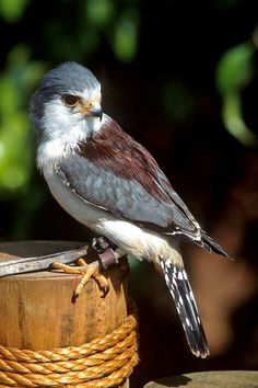 a bird sitting on top of a wooden post