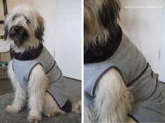 two pictures of a dog wearing a sweater