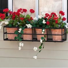 red and white flowers are in the window sill with potted plants on it