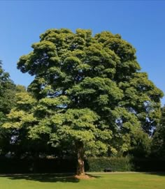 a large green tree sitting in the middle of a park