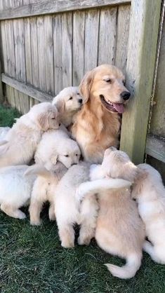 a group of puppies huddled together in front of a wooden fence with their mother