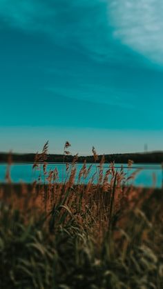 some tall grass and water under a blue sky