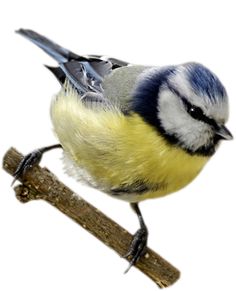 a blue and yellow bird sitting on top of a tree branch next to a twig