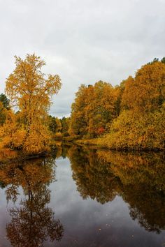 a river surrounded by trees with yellow leaves on the water and gray sky in the background