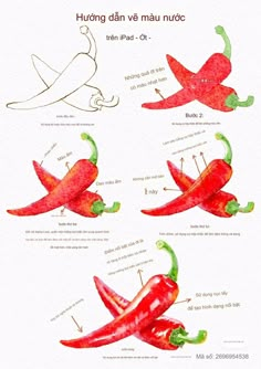 the instructions for how to cook red peppers in watercolor and ink, with pictures of them