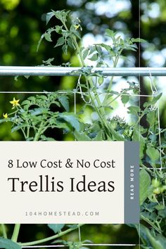 the words 8 low cost and no cost trellis ideas