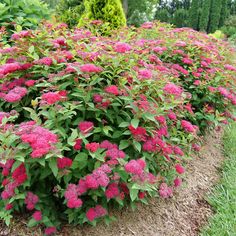 pink flowers are blooming in the garden