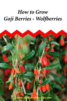 red berries growing on the side of a tree with text overlay that reads how to grow goji berries - wolfberries