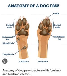 the anatomy of a dog paw