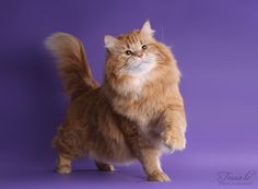 an orange cat standing on its hind legs