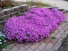 purple flowers growing in the middle of a brick walkway