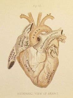 an illustration of the external view of heart, with labels on each side and words written in cursive writing