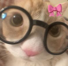 a cat wearing glasses with a pink bow on it's head and looking through the lens