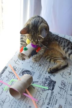 a cat laying on top of a piece of paper