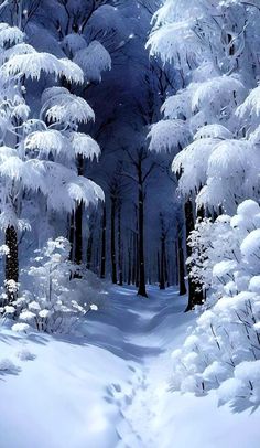 a snow covered path in the middle of a forest