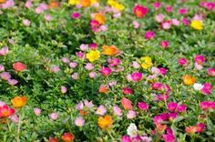 many different colored flowers growing in the grass