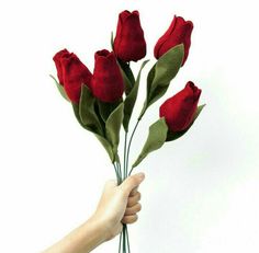 a hand holding a bunch of red roses