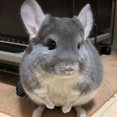 a gray and white hamster sitting on top of a floor next to a toaster oven