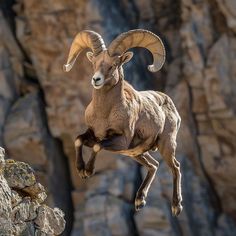 Bighorn Sheep: Wellness Retreat Brochures Backyard Sheep, Natural Scenes, Bighorn Sheep, Wellness Retreat, Animal Study, Animal Health, Foto Art