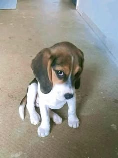 a puppy is sitting on the floor and looking at the camera with an intense look