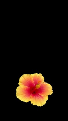 a yellow and red flower on a black background