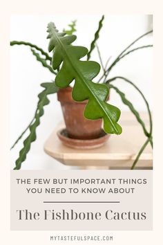 a potted plant with the words, the few but important things you need to know about