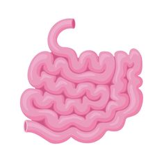 an illustration of a pink stomach