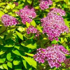 pink flowers with green leaves in the background