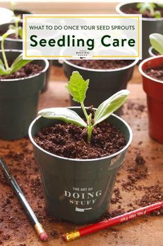 seeding plants in pots with the words what to do once you see sprouts