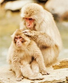 two monkeys sitting next to each other on a rock