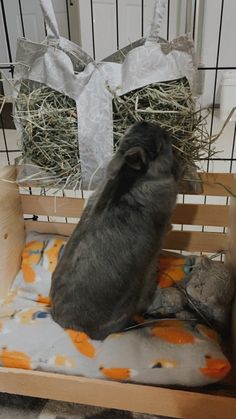 a hamster sitting on top of a cushion in a cage