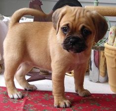 a small brown dog standing on top of a red rug