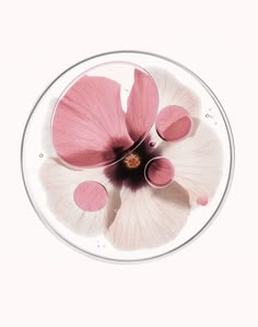 an overhead view of a pink flower in a glass bowl