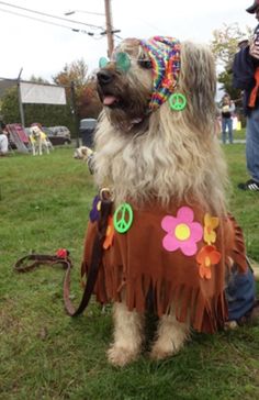 a dog dressed up like a hippie with peace signs on it's chest