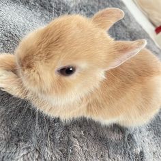 a small brown rabbit sitting on top of a gray blanket