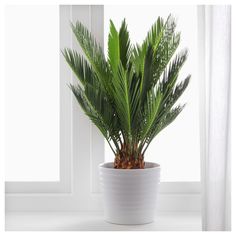 a potted plant sitting in front of a window