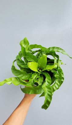 a person's hand holding up a green plant