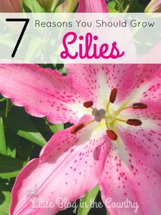 pink flowers with the words 7 reason you should grow lilies