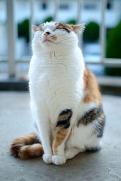 a white and brown cat sitting on top of a cement floor next to a fence