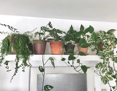 several potted plants on a shelf above a mirror