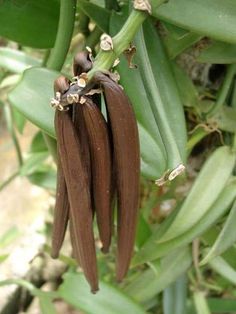 some brown flowers hanging from a tree branch