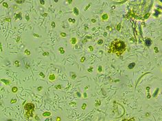 an image of some green algae under microscope glass with water droplets on the top and bottom