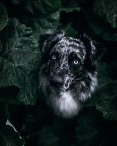 a black and white dog with blue eyes looking at the camera through some green leaves