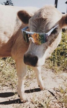 a cow with sunglasses on its face standing in the grass