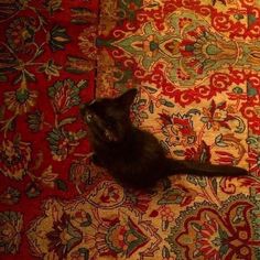 a small black kitten laying on top of a colorful rug with red, green and blue designs