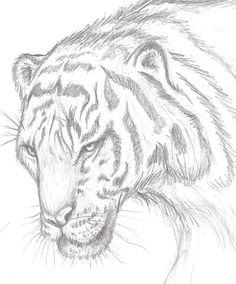 a pencil drawing of a tiger's head and face, with the eyes closed