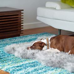 a brown and white dog laying on top of a rug