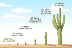 the height of a cactus is shown in this graphic above it's description for each tall plant