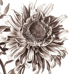 Botanical Art Drawings – Centaurea Series – Alina Lupu Botanical Drawings Black And White, Botanical Art Drawing, Botanical Sketches, Jade Vine, Botanical Journal, Blue Anemone, Botanical Sketchbook, Photorealistic Rendering, Personal Investigation